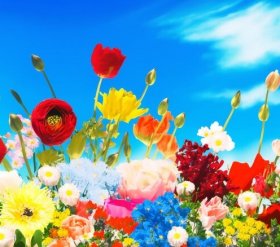 stunning-display-vibrant-spring-flowers-full-bloom-against-backdrop-clear-blue-sky_674594-3390.jpg